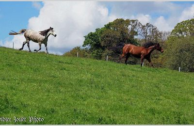 Cheval (2)