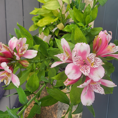 Les beaux jardins fleuris
