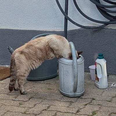 Hydrater .... Et pondre ....