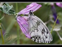 Demi-Deuil (Melanargia galathea) - Nymphalidae