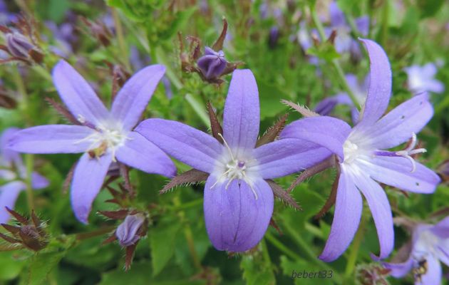de jolies fleurs pour le weekend