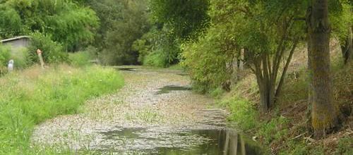 La rivière en été
