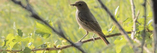 Portraits d'oiseaux (32): Le rouge-queue noir (Phoenicurus ochruros)