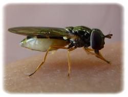 Melanostoma sp