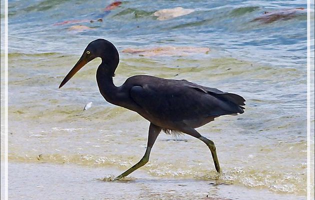 La bonne chasse de l'Aigrette sacrée, Pacific Reef Heron (Egretta sacra) - Huahine - Polynésie française