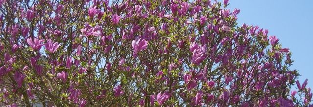 Une petite balade au bord de "mon" Lac, le 24 mars...