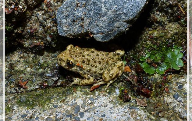 Juvénile de crapaud Alyte accoucheur (Alytes obstetricans) - Lartigau - Milhas - 31