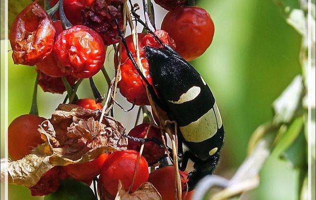 Méloïdé, Blister Beetles ( Hycleus oculatus) - Chutes Victoria - Zimbabwe