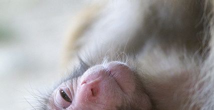 TENDRESSE