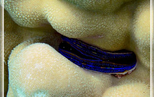 Huître corallicole ou Peigne iridescent clam ou Moule du corail, Coral scallop or Coral clam or Pedum oyster (Pedum spondyloideum) - Atoll de Fakarava - Tuamotu - Polynésie française