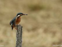Martin-pêcheur d'Europe ♀