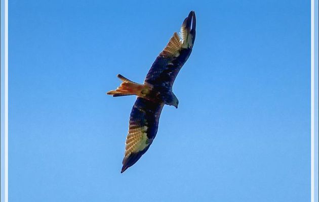 Milan royal, Red Kite (Milvus milvus) - Lartigau - Milhas - 31