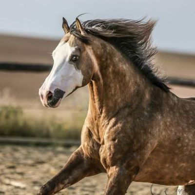 L'AQPS : Un Cheval au Sang Impure