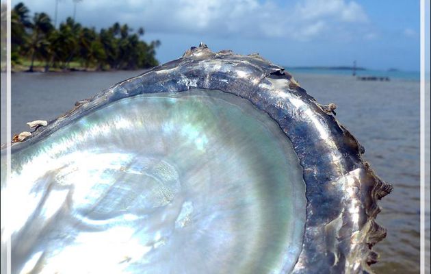 Les couleurs de la nacre d'huîtres perlières - Tahaa - Polynésie française