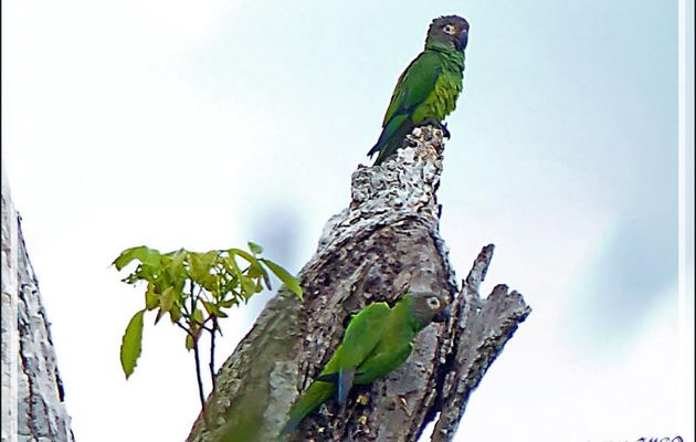 Conure de Weddell, Dusky-headed Parakeet (Aratinga weddellii) - Lac Sandoval - Pérou