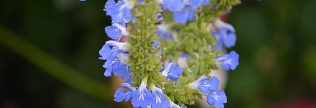Rambouillet : Les fleurs du château