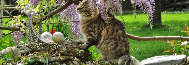 BALOU & LES  ABEILLES CHARPENTIERE 
