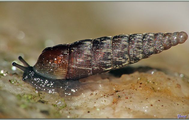 Escargot Clausilie ridée ou rugueuse (Clausilia  rugosa) - Lartigau - Milhas - 31