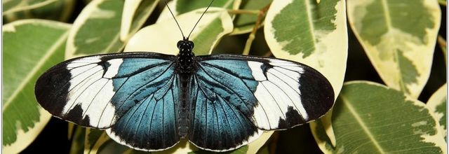 Cydno (1) - Heliconius cydno
