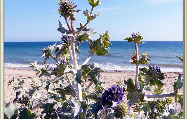 Panicaut maritime (Eryngium maritimum), chardon bleu des dunes - La Couarde-sur-Mer - Ile de Ré - 17