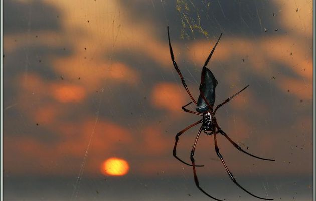 Araignée Néphile dorée femelle (Nephila inaurata) au coucher de soleil à 18 h 10 - Anse Takamaka - Mahé - Seychelles