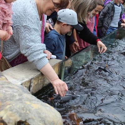 Carpes Koï à l'Aquarium du Bugue