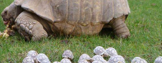 Les tortues de mer
