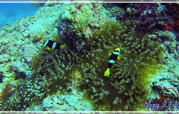 Poissons-clowns de Clark (Amphiprion clarkii) et Anémone bulles ou à bouts renflés (Entacmaea quadricolor) - Kuda Miaru Thila - Atoll d'Ari - Maldives