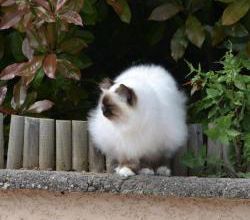 Spidercat