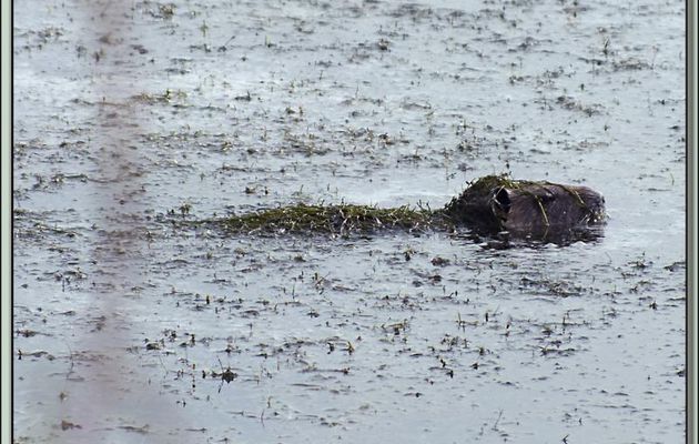 Le castor des marais (ragondin) s'en va-t-en guerre - La Couarde-sur-Mer - Ile de Ré - 17