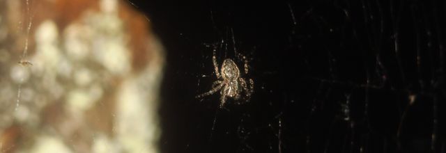 Nuctenea umbratica, mes belles nocturnes 