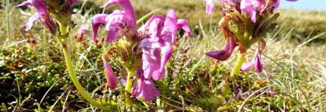 Pedicularis pyrenaica  -  pédiculaire des Pyrénées