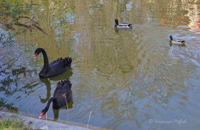 Un couple de Cygnes noirs au parc Montsouris