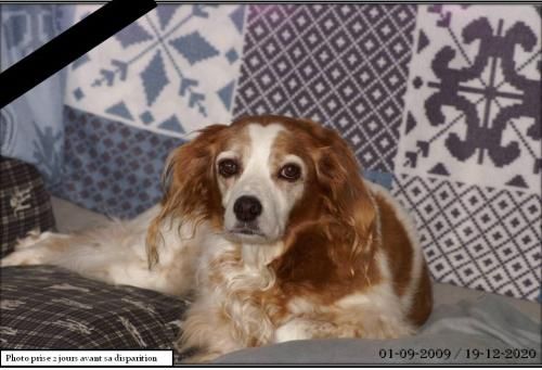 EMY ma Epagneul Breton