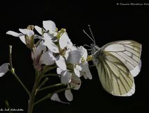 Piéride du navet (Pieris napi) - Pieridae