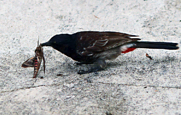 Le Bulbul à ventre rouge et le malheureux papillon de nuit - Huahine - Polynésie française