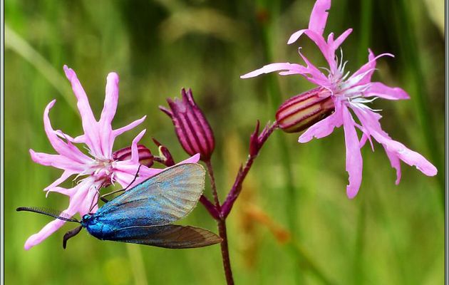 Lychnis fleur de coucou ou Œillet des prés (Silene flos-cuculi) et Papillon Zygène turquoise mâle - Lartigau - Milhas - 31