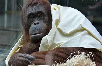 Ménagerie du Jardin des Plantes : Théodora vous présente sa fille Java