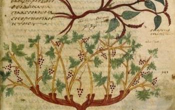 L’herbier magique des Anciens*