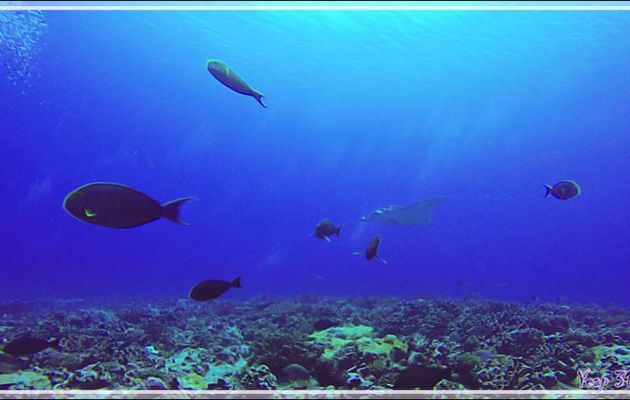 Rencontre furtive avec une Raie manta - Passe Garuae (nord) - Atoll de Fakarava - Tuamotu - Polynésie française