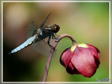 Libellule déprimée,  Broad-bodied chaser dragonfly (Libellula depressa) mâle - Lartigau - Milhas - 31