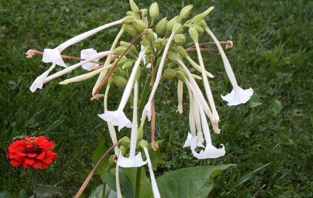 des fleurs à Embrun (05)