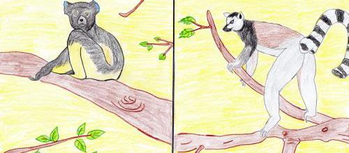 Histoires d'animaux de Madagascar : les illustrations épisode 1