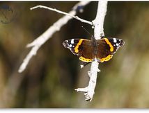 Vulcain (Vanessa atalanta linnaeus) - Nymphalidae
