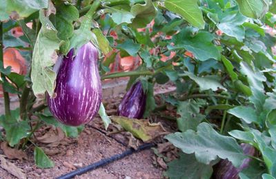 Aubergine : achat, plantation, culture