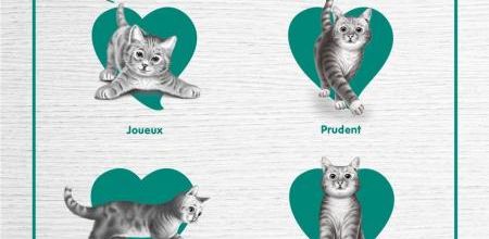 Le langage corporel du chat