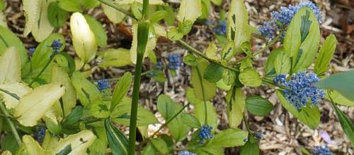 Un instant au jardin : persicaria et céanothe