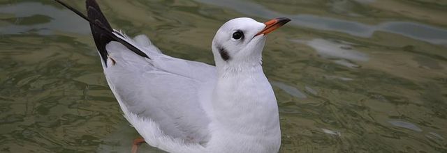 Canal de l'Ourcq, Parc de la Villette Paris 19ème : La mouette