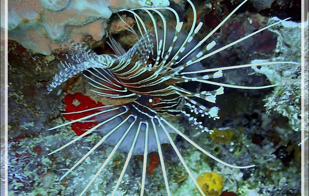 Les belles nageoires de la Rascasse à nageoires blanches, Poisson scorpion à antennes, Antenna lionfish, Ragged-finned firefish (Pterois antennata) - Baleine - Tsarabanjina - Mitsio - Madagascar