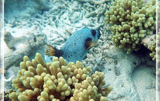 Poisson-ballon ou Tétrodon à taches noires spécimen bleu, Blackspotted puffer blue (Arothron nigropunctatus) - Snorkeling à Moofushi - Atoll d'Ari - Maldives